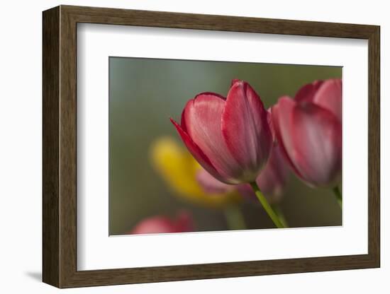 Close Up of Red and Yellow Tulips in Garden-Rona Schwarz-Framed Photographic Print