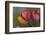 Close Up of Red and Yellow Tulips in Garden-Rona Schwarz-Framed Photographic Print