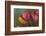 Close Up of Red and Yellow Tulips in Garden-Rona Schwarz-Framed Photographic Print