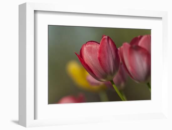 Close Up of Red and Yellow Tulips in Garden-Rona Schwarz-Framed Photographic Print