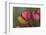 Close Up of Red and Yellow Tulips in Garden-Rona Schwarz-Framed Photographic Print