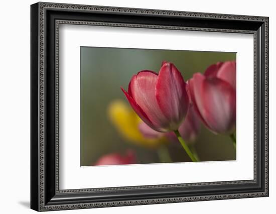 Close Up of Red and Yellow Tulips in Garden-Rona Schwarz-Framed Photographic Print