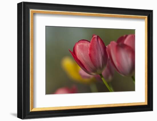 Close Up of Red and Yellow Tulips in Garden-Rona Schwarz-Framed Photographic Print