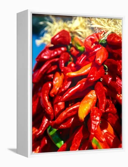 Close-up of red chilies, Taos, New Mexico, USA-null-Framed Premier Image Canvas