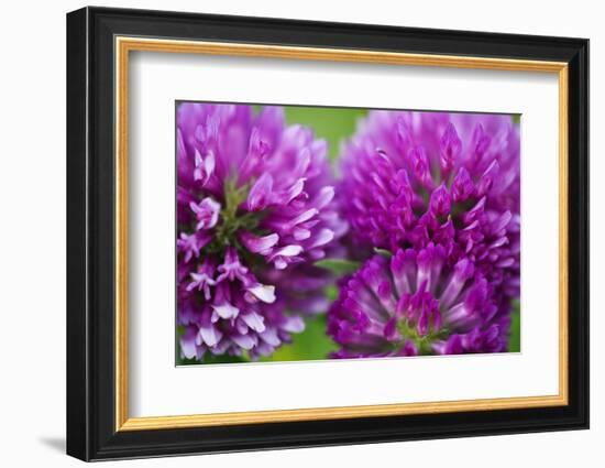 Close-Up of Red Clover (Trifolium Pratense) Flowers, Eastern Slovakia, Europe, June 2009-Wothe-Framed Photographic Print