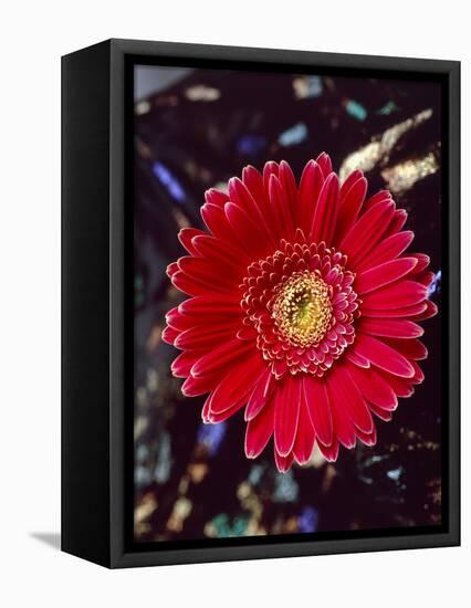 Close-Up of Red Gerbera Daisy-null-Framed Premier Image Canvas