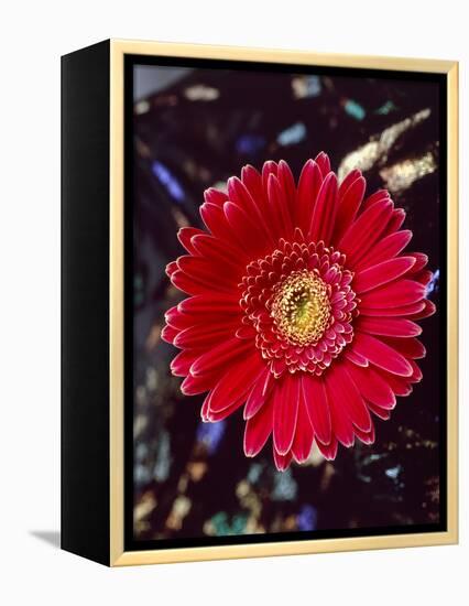 Close-Up of Red Gerbera Daisy-null-Framed Premier Image Canvas