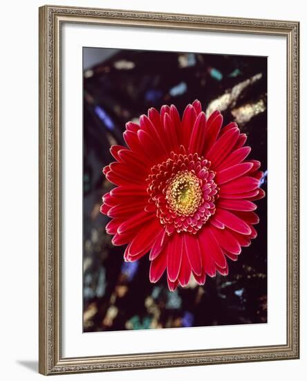 Close-Up of Red Gerbera Daisy-null-Framed Photographic Print