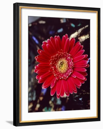 Close-Up of Red Gerbera Daisy-null-Framed Photographic Print