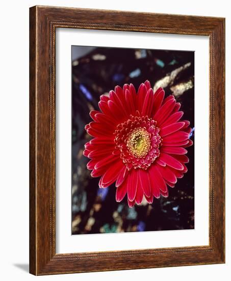 Close-Up of Red Gerbera Daisy-null-Framed Photographic Print