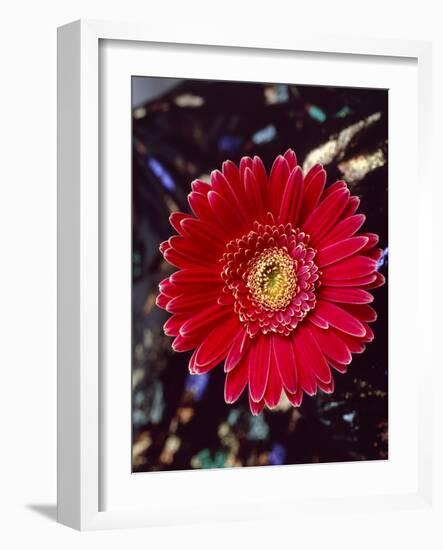 Close-Up of Red Gerbera Daisy-null-Framed Photographic Print