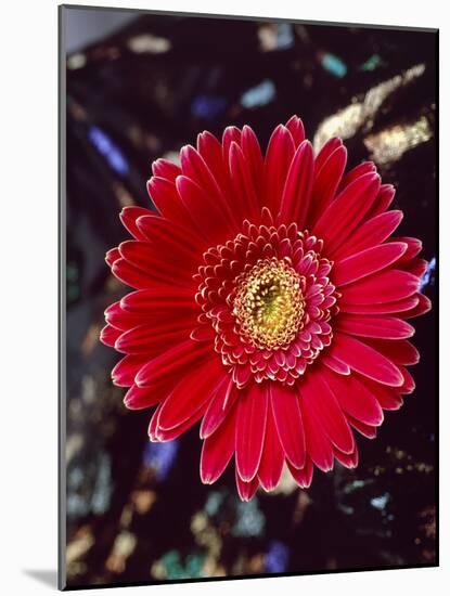 Close-Up of Red Gerbera Daisy-null-Mounted Photographic Print