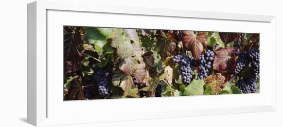 Close-Up of Red Grapes in a Vineyard, Finger Lake, New York, USA-null-Framed Photographic Print