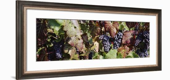 Close-Up of Red Grapes in a Vineyard, Finger Lake, New York, USA-null-Framed Photographic Print