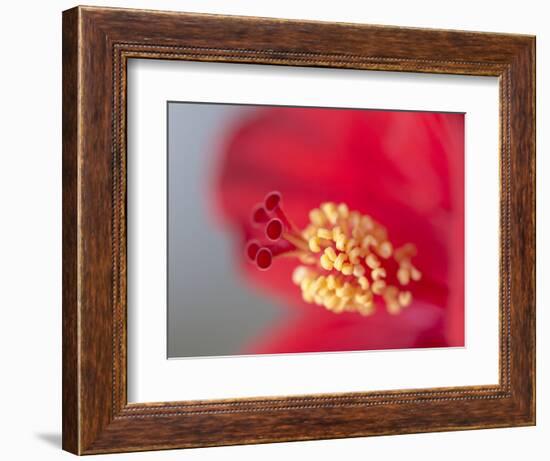 Close-up of red hibiscus flowering-Maresa Pryor-Framed Photographic Print