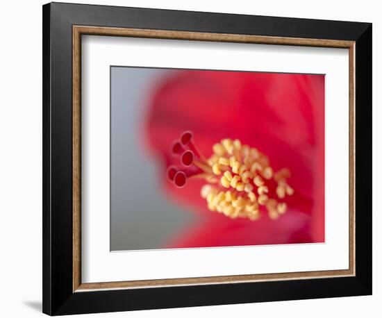 Close-up of red hibiscus flowering-Maresa Pryor-Framed Photographic Print