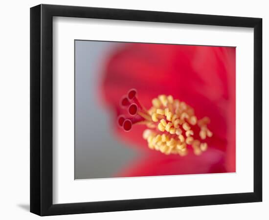 Close-up of red hibiscus flowering-Maresa Pryor-Framed Photographic Print