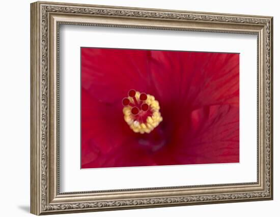 Close-up of red hibiscus flowering-Maresa Pryor-Framed Photographic Print