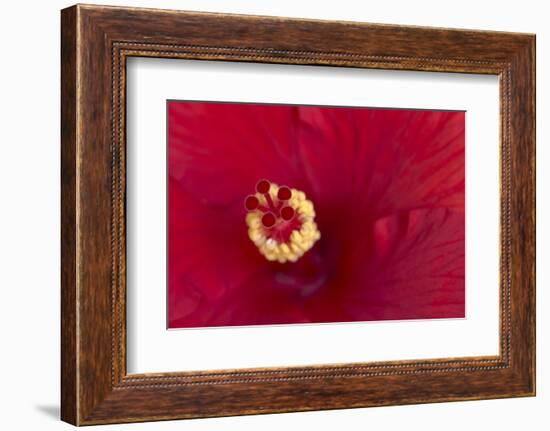 Close-up of red hibiscus flowering-Maresa Pryor-Framed Photographic Print