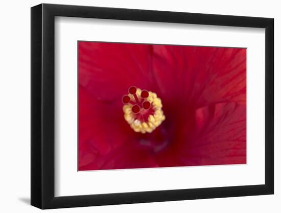 Close-up of red hibiscus flowering-Maresa Pryor-Framed Photographic Print