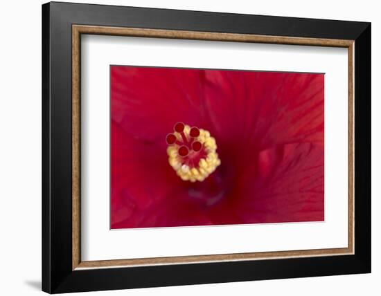 Close-up of red hibiscus flowering-Maresa Pryor-Framed Photographic Print