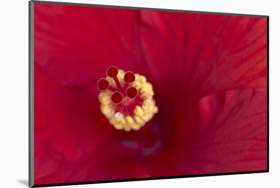 Close-up of red hibiscus flowering-Maresa Pryor-Mounted Photographic Print