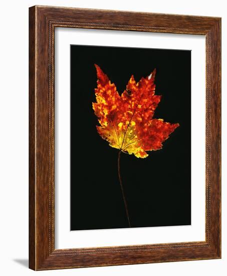 Close-up of Red Maple (Acer rubrum) leaf against black background-Panoramic Images-Framed Photographic Print