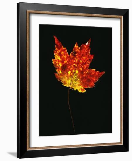 Close-up of Red Maple (Acer rubrum) leaf against black background-Panoramic Images-Framed Photographic Print