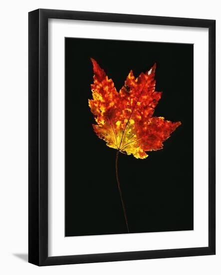 Close-up of Red Maple (Acer rubrum) leaf against black background-Panoramic Images-Framed Photographic Print