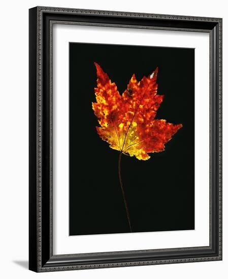 Close-up of Red Maple (Acer rubrum) leaf against black background-Panoramic Images-Framed Photographic Print