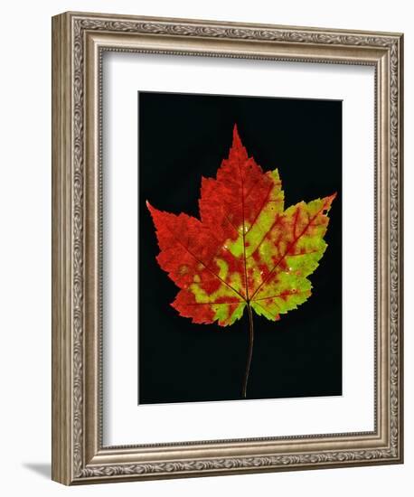 Close-up of Red Maple (Acer rubrum) leaf against black background-Panoramic Images-Framed Premium Photographic Print