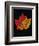 Close-up of Red Maple (Acer rubrum) leaf against black background-Panoramic Images-Framed Premium Photographic Print