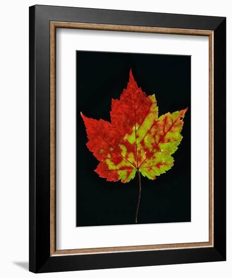 Close-up of Red Maple (Acer rubrum) leaf against black background-Panoramic Images-Framed Premium Photographic Print