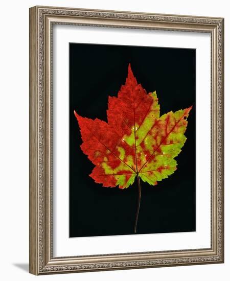 Close-up of Red Maple (Acer rubrum) leaf against black background-Panoramic Images-Framed Photographic Print