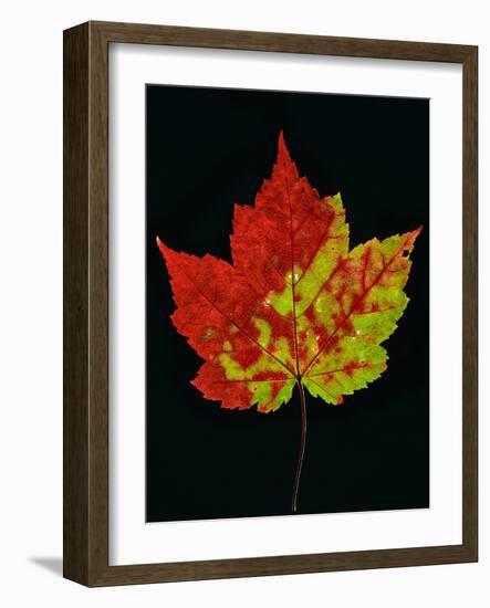 Close-up of Red Maple (Acer rubrum) leaf against black background-Panoramic Images-Framed Photographic Print