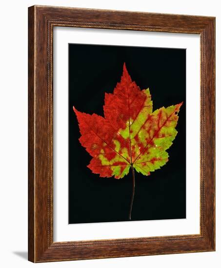 Close-up of Red Maple (Acer rubrum) leaf against black background-Panoramic Images-Framed Photographic Print