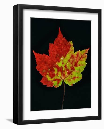 Close-up of Red Maple (Acer rubrum) leaf against black background-Panoramic Images-Framed Photographic Print