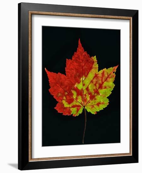 Close-up of Red Maple (Acer rubrum) leaf against black background-Panoramic Images-Framed Photographic Print