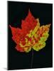 Close-up of Red Maple (Acer rubrum) leaf against black background-Panoramic Images-Mounted Photographic Print