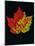 Close-up of Red Maple (Acer rubrum) leaf against black background-Panoramic Images-Mounted Photographic Print