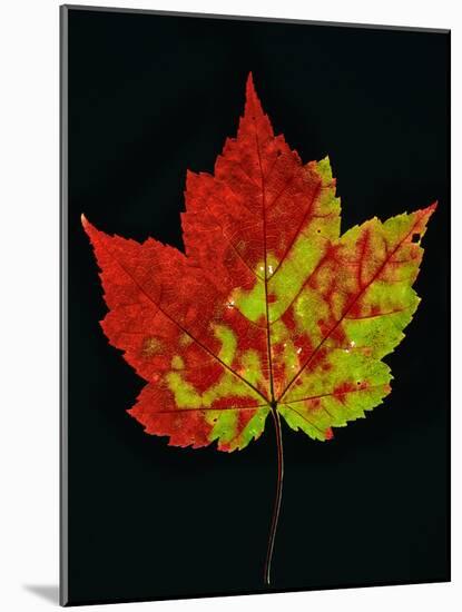 Close-up of Red Maple (Acer rubrum) leaf against black background-Panoramic Images-Mounted Photographic Print