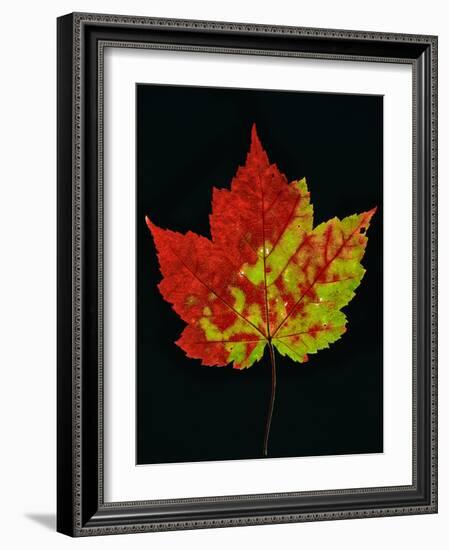 Close-up of Red Maple (Acer rubrum) leaf against black background-Panoramic Images-Framed Photographic Print