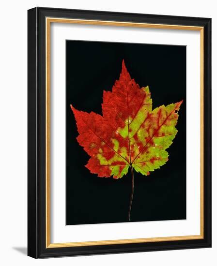 Close-up of Red Maple (Acer rubrum) leaf against black background-Panoramic Images-Framed Photographic Print