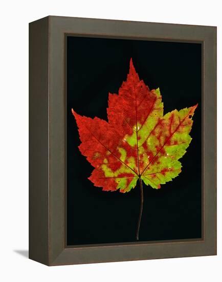 Close-up of Red Maple (Acer rubrum) leaf against black background-Panoramic Images-Framed Premier Image Canvas