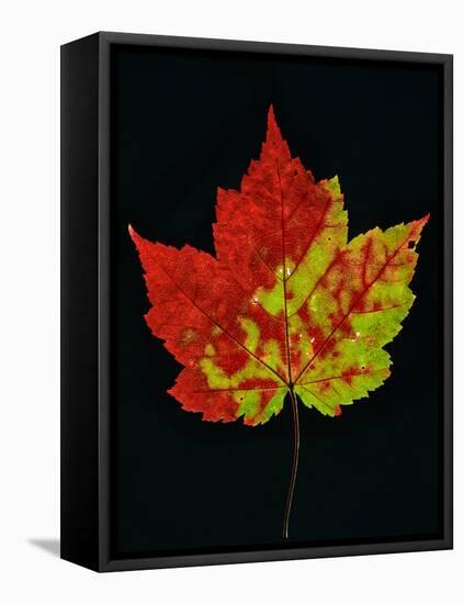 Close-up of Red Maple (Acer rubrum) leaf against black background-Panoramic Images-Framed Premier Image Canvas