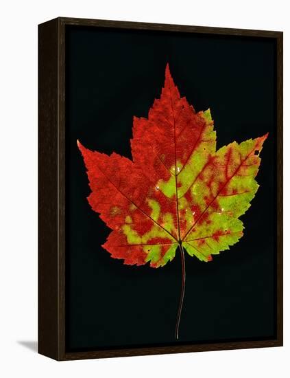 Close-up of Red Maple (Acer rubrum) leaf against black background-Panoramic Images-Framed Premier Image Canvas