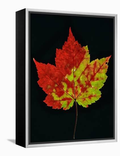 Close-up of Red Maple (Acer rubrum) leaf against black background-Panoramic Images-Framed Premier Image Canvas