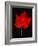 Close-up of red Maple leaf against black background-Panoramic Images-Framed Photographic Print