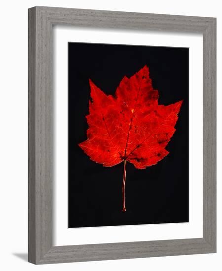 Close-up of red Maple leaf against black background-Panoramic Images-Framed Photographic Print