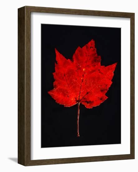 Close-up of red Maple leaf against black background-Panoramic Images-Framed Photographic Print